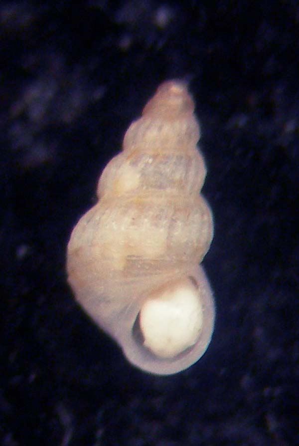 alvanioa litoralis